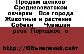 Продам щенков Среднеазиатской овчарки - Все города Животные и растения » Собаки   . Чувашия респ.,Порецкое. с.